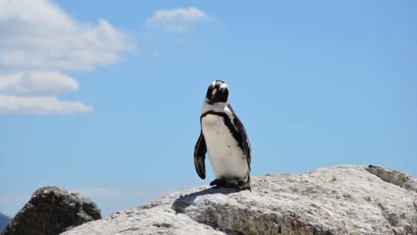 サムネイル：岩場のペンギン