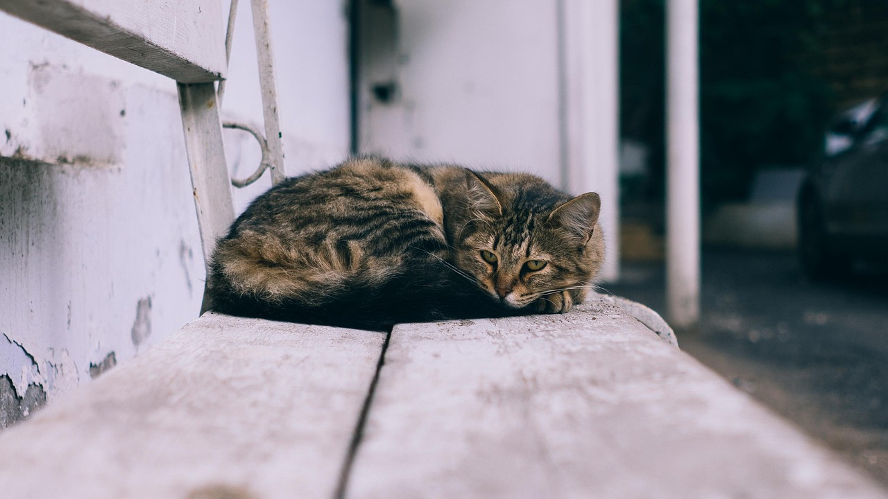 挿絵:ベンチの上の野良猫